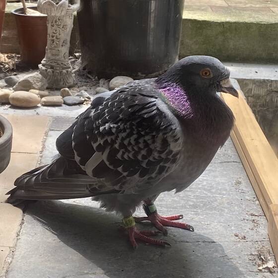 Bernard